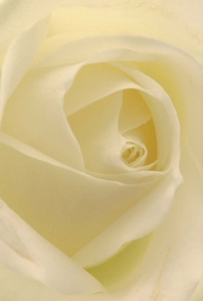 The camera draws you close to a classic white rose, where the interplay of gentle cream and soft light invites contemplation of both beauty and meaning-a scene reminiscent of peaceful afternoons in Keston's gardens. The petals layer in perfect tranquility, gleaming subtly, their creamy textures glowing beneath a natural, filtered radiance. Each delicate fold is flawlessly arranged by skilled, local hands, echoing the thoughtfulness found in bouquets crafted for special occasions along Hayes Lane or at Keston Village events. The rose's spiralling core exudes purity, the outer petals slightly translucent, suggesting both strength and vulnerability. As you imagine tracing the velvety surface, a sense of serene resilience and understated fragrance lingers-clean, fresh, and quietly elevating every emotion it accompanies, whether for an apology, heartfelt sympathy, or a wedding celebration. The careful composition and nuanced tonal shifts highlight the florist's artistry, ensuring that each arrangement becomes an elegant centrepiece in the story of Keston life, where natural grace and human skill are always entwined.