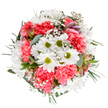 The bouquet radiates with springtime exuberance, its crisp white background intensifying every hue and detail, all thoughtfully arranged by a skilled Keston florist. Central white daisies, their lime-toned centers bright and inviting, evoke the innocence of wildflowers found near Keston ponds and meadows. Velvet-like coral-pink carnations encircle the daisies with ruffled abundance, infusing the arrangement with joyous colour and texture-a gentle echo of the area's blooming gardens. Light-as-air clouds of baby's breath interweave among the flowers, their minute blossoms bringing a sense of airy fullness and charming delicacy. Tucked among the foliage, slender alstroemeria buds blush with hints of purple and deep pink, offering a glimpse of future beauty in the evolving bouquet. Lush greenery, from the matte softness of eucalyptus to darker, glossy leaves, forms a sophisticated backdrop, grounding the whole ensemble and highlighting the shapes and shades of each bloom. The bouquet's round, embracing design is both uplifting and tranquil, crafted to celebrate Keston's appreciation for natural beauty and community warmth. Perfect for brightening someone's day, marking a family milestone, or transforming a kitchen table with the freshness of local flowers, this arrangement is a heartfelt expression of the artistry and personal touch found in Keston's trusted florists.